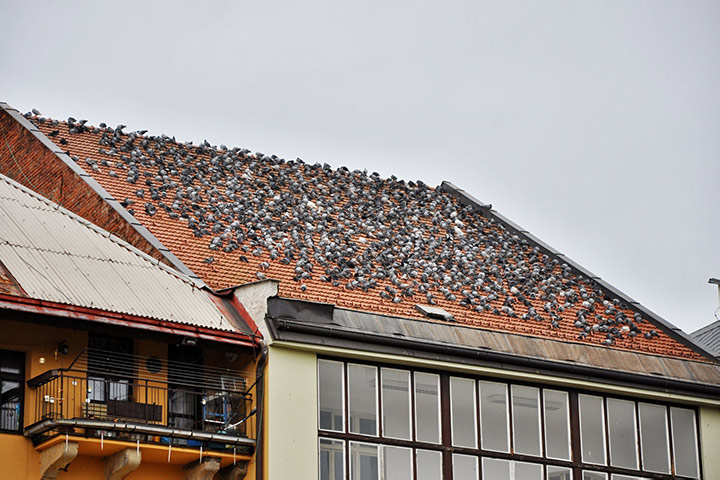 A2B Pest Control are able to install spikes to deter birds from roofs in Mole Valley. 