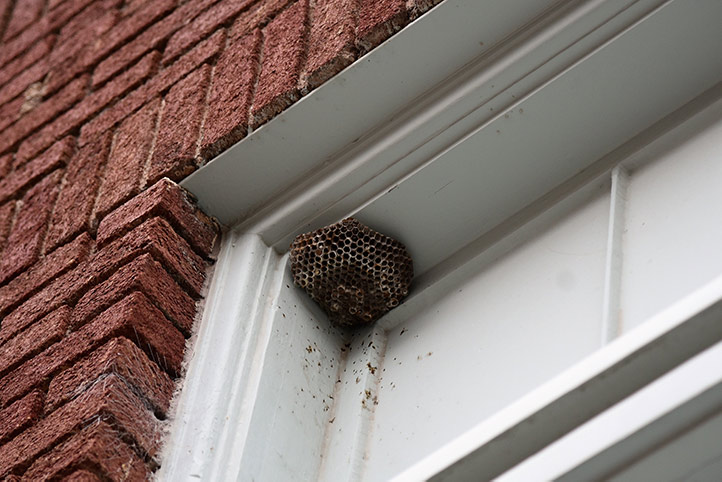 We provide a wasp nest removal service for domestic and commercial properties in Mole Valley.